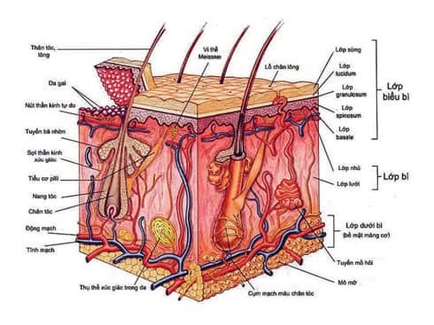 Hiểu chi tiết thế nào là hàng rào bảo vệ da